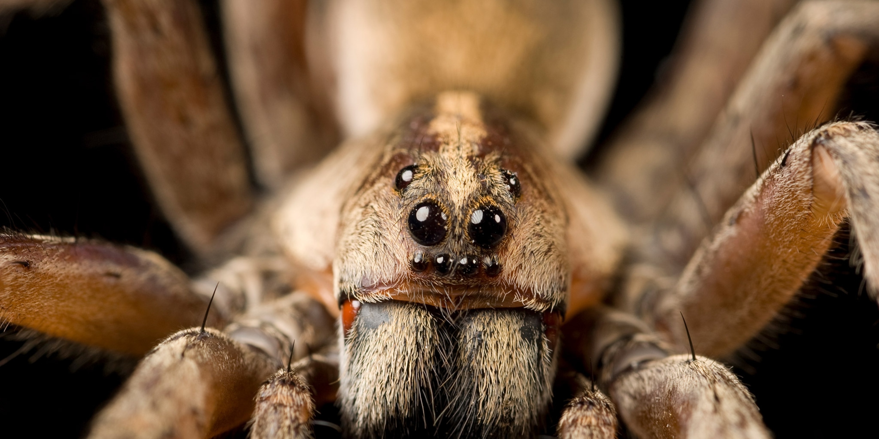 [Image: spiders_07_2x1.jpg]