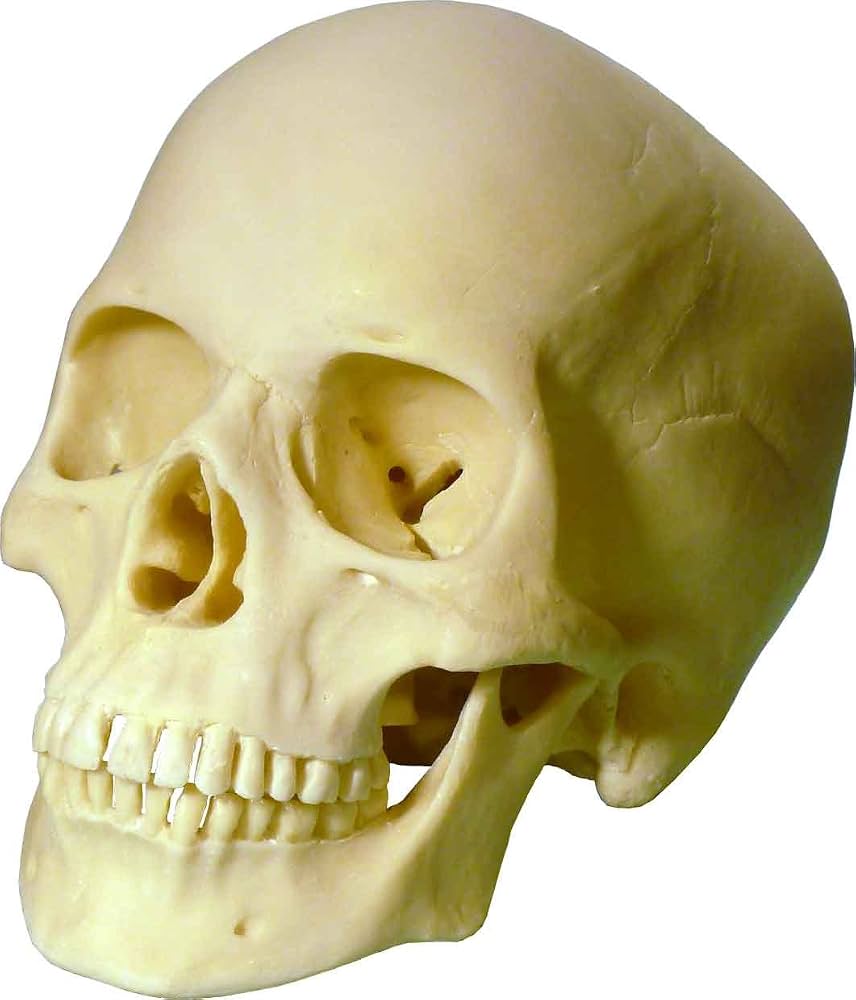 61z3LFR-U-L._AC_UF1000,1000_QL80_.jpg