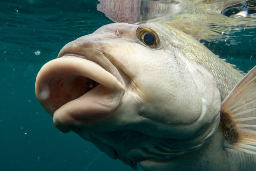 fish-with-big-lips.jpg