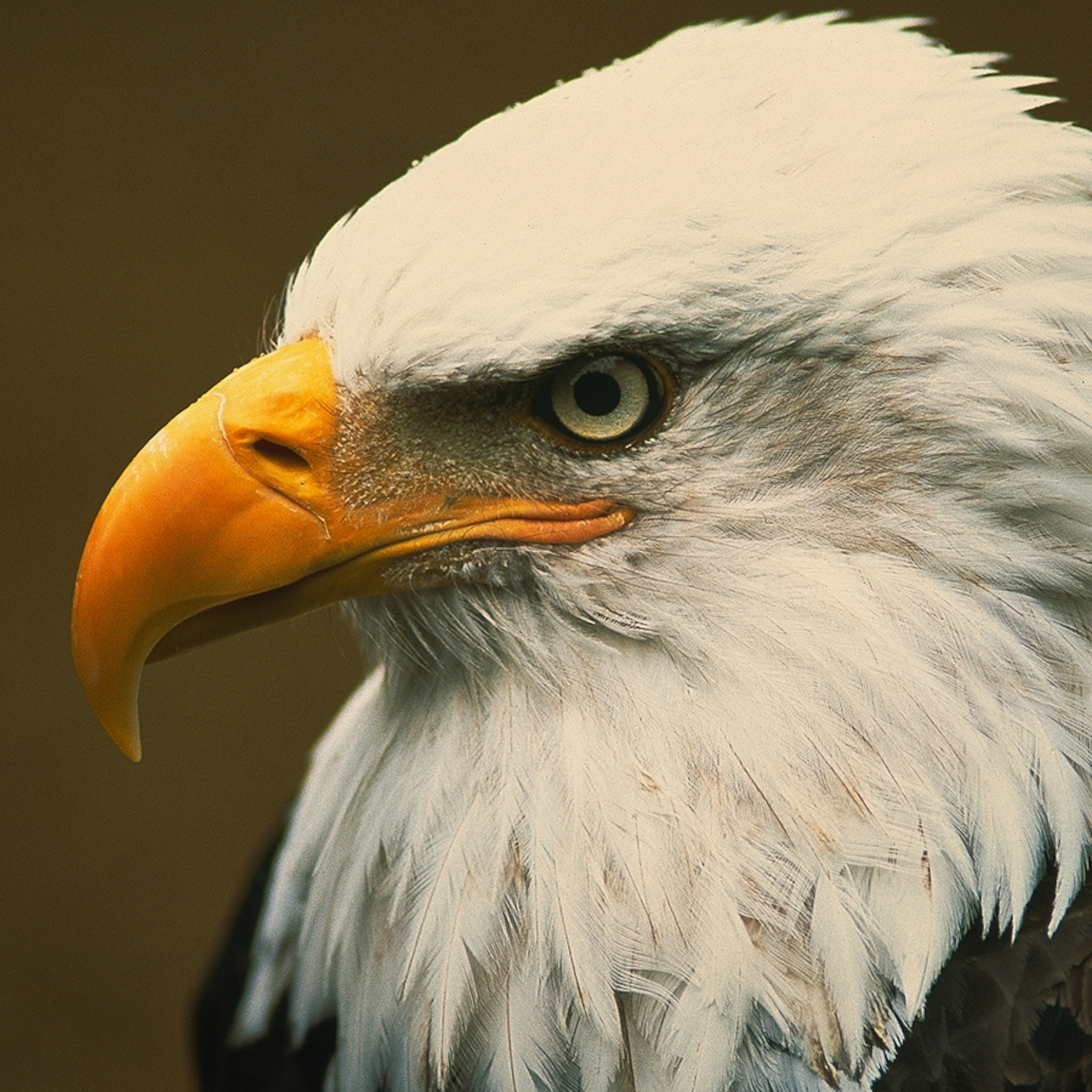 bald-eagle-closeup_square.jpg