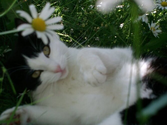 Cat with dilly flower 11zon