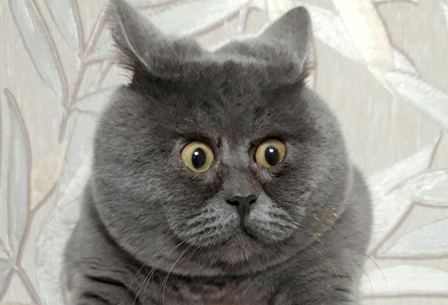 startled-cat-5.jpg