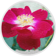 www.semenax.com
