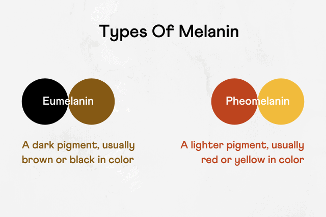 types_of_melanin.png