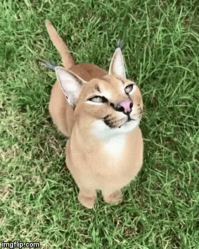 tenor.gif