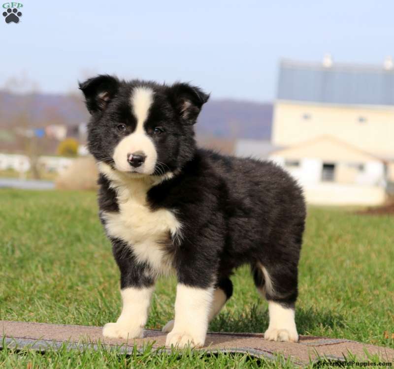 Border-Collie-puppy-1.jpg