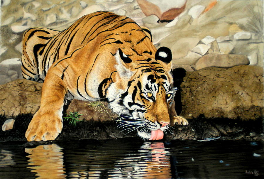 tiger-drinking-water-sabir-ali.jpg