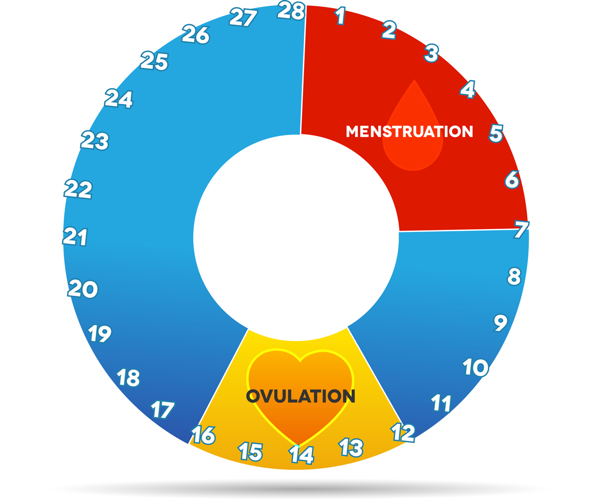 Ovulation-menstruation-chart.jpg