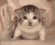 gato-misil.gif