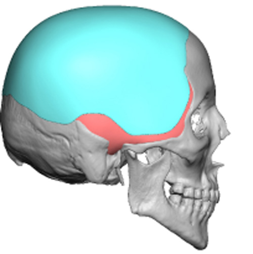 skullreshaping.com