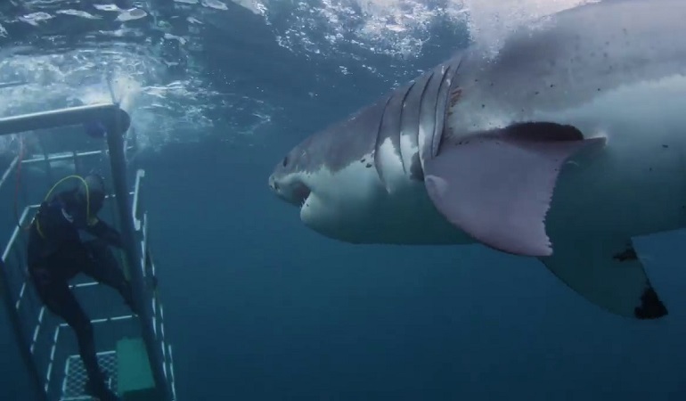 shark-images-4.jpg
