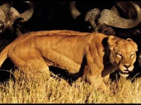 Muscular Lioness - Part 1 | Animal study, Animal movement, Lioness