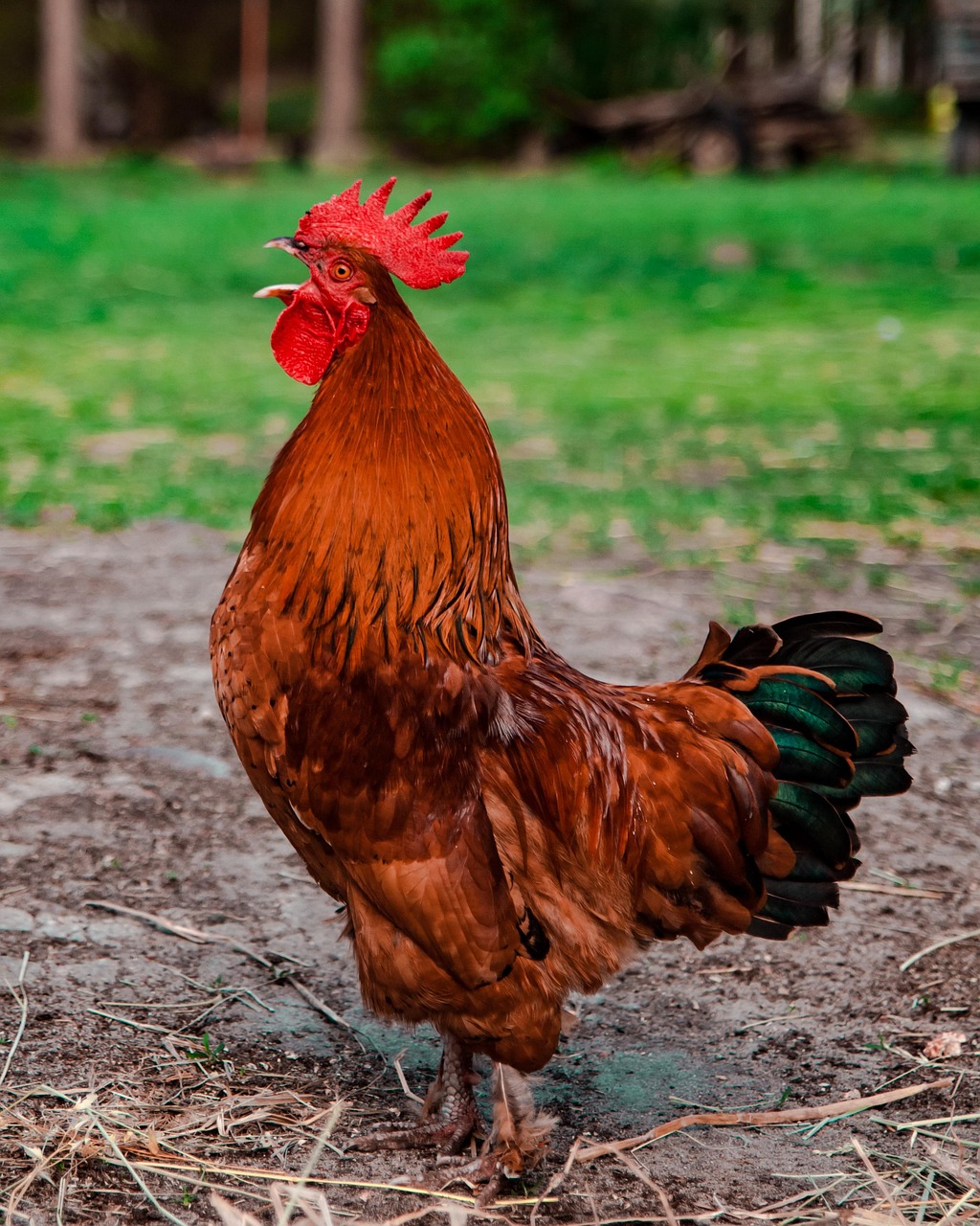 cock-4207970_1280.jpg
