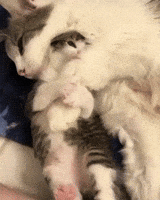 snuggle snuggling GIF by JustViral.Net