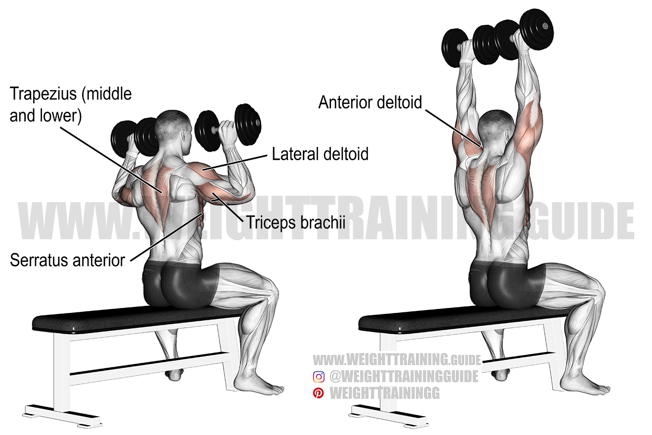 weighttraining.guide