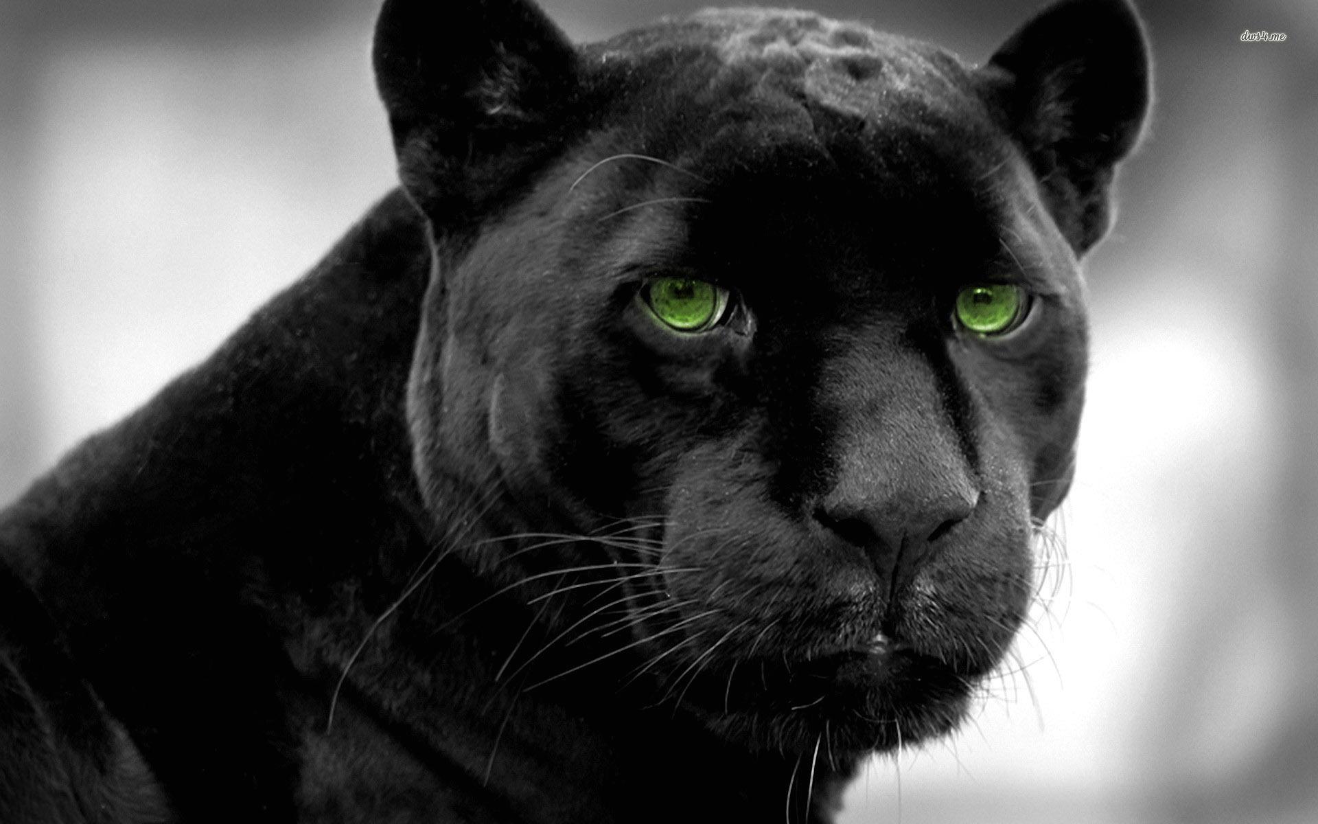 beautiful-black-panther-1.jpg
