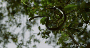 Image result for snake gif