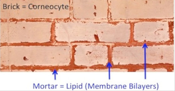 brick-wall-labelled-560x292.jpg