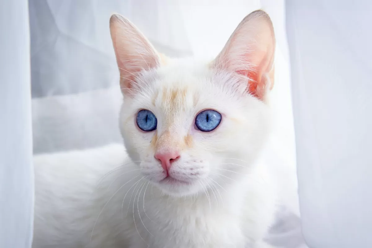 344598-1200x800-white-cat-blue-eyes-1321558308.webp