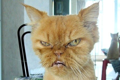 Pin by Akira Soyama on ugly cats | Ugly cat, Funny looking cats, Ugly  animals
