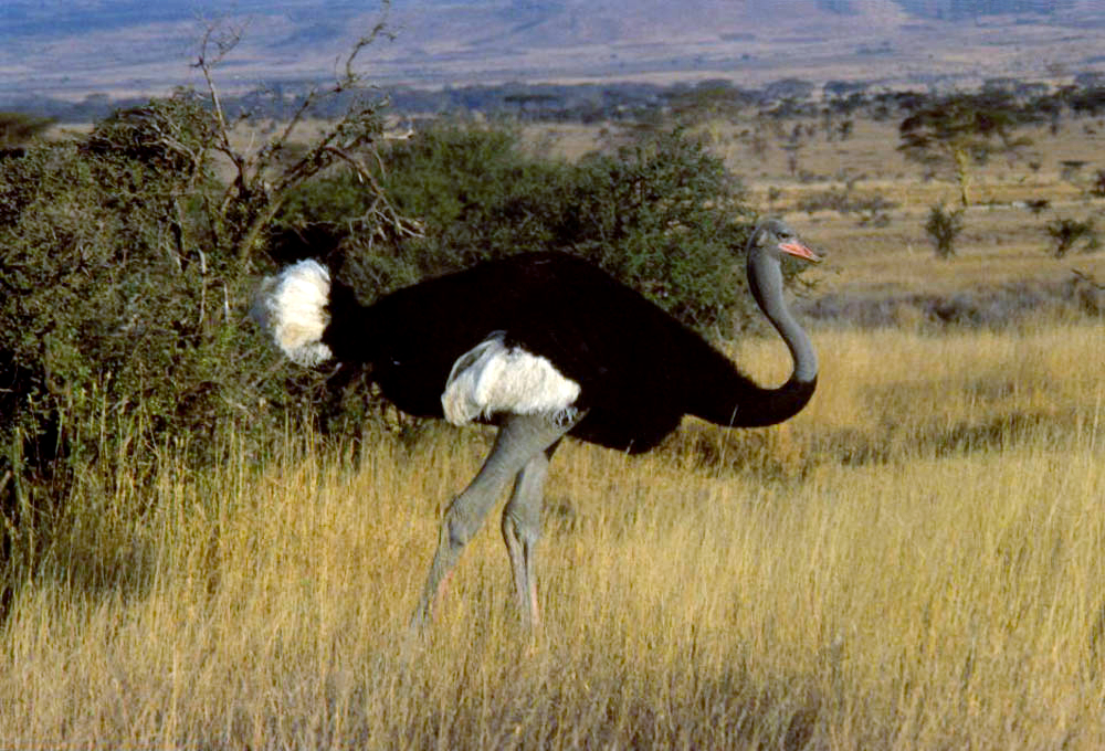 Somali_ostrich.jpg