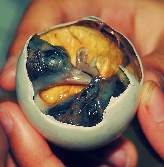 Balut-egg.jpg