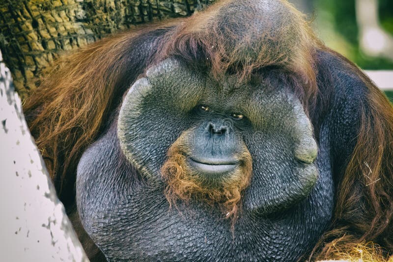 image-big-male-orangutan-orange-monkey-wild-animals-82852908.jpg