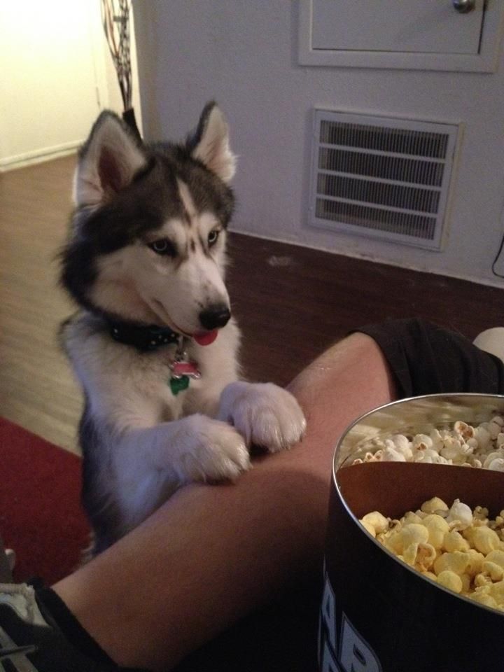 hungry-husky.jpg