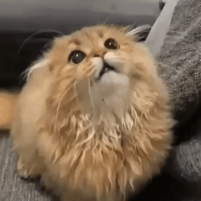 c9306588217df0812f5171dadf427f31.gif