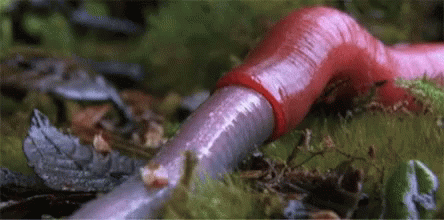 skin-sheath-worm-eating-nature.gif