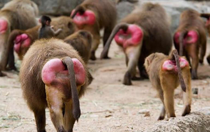 macaco_confundido_semaforo_china_04.jpg