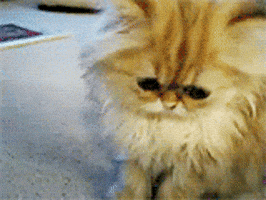 200.gif