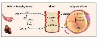 fatty acid cycle (the Randle cycle ...