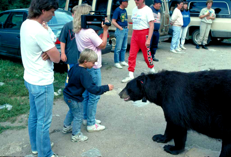 bear_with_crowd.jpg