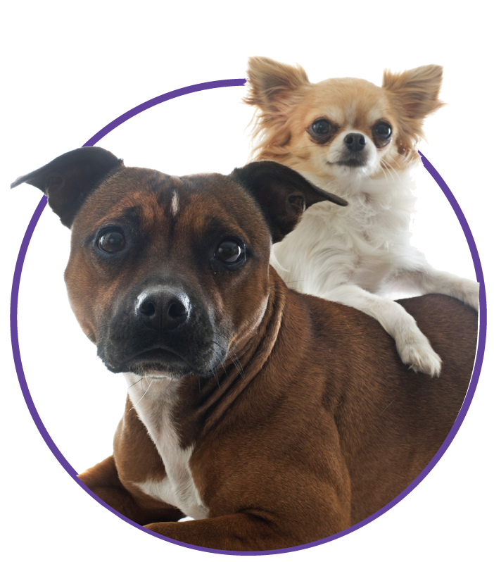 thedogwizard.com