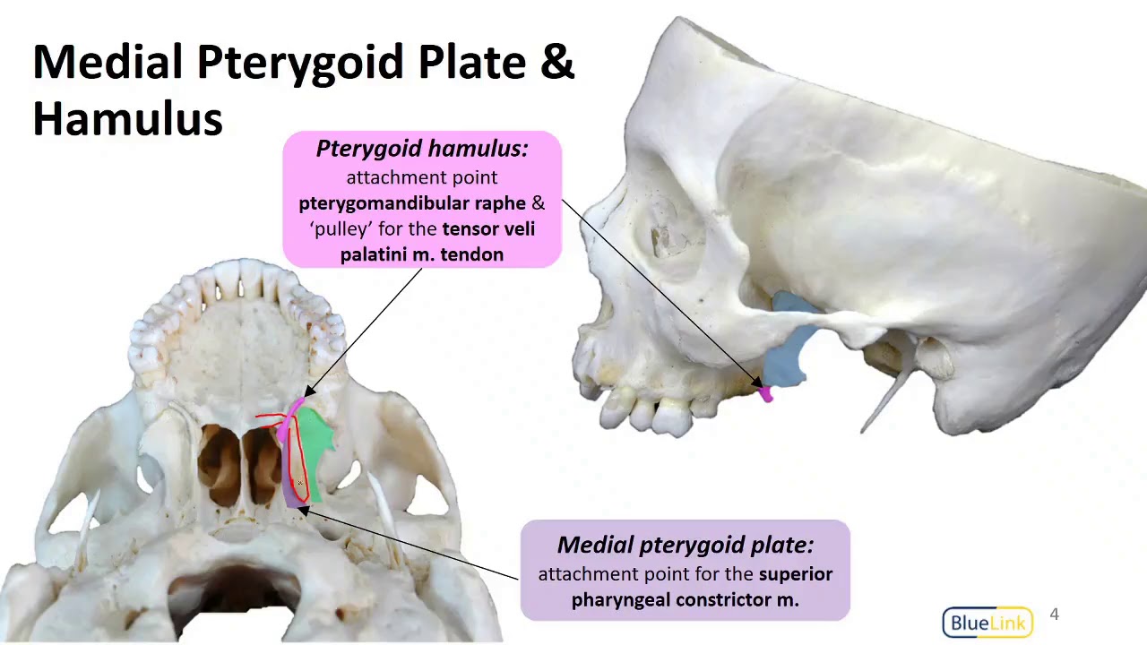 Image result for pterygoid hamulus