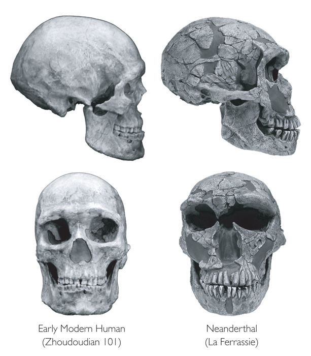 Image result for hunter gatherer skull vs modern