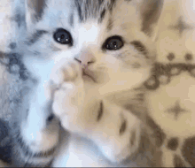 Cute Kitten Cat GIF - CuteKitten Kitten Cat GIFs