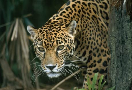 South American Animals: Dangerous Animals in South America ... | Dangerous  animals, Jaguar animal, American animals