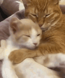 Loving Cat GIFs | Tenor
