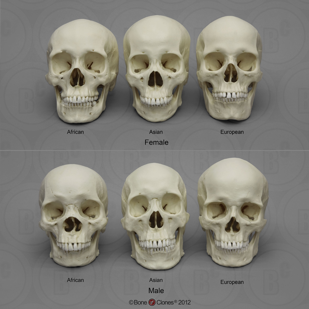 Human Male and Female Skulls: African, Asian, and European ...