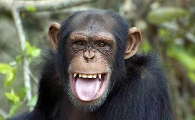 chimp_650x400_51444313521.jpg