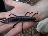 image of Lord Howe Island stick insect