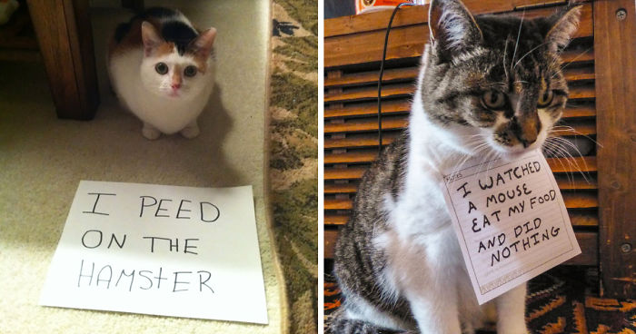 cat-shaming-fb__700.jpg