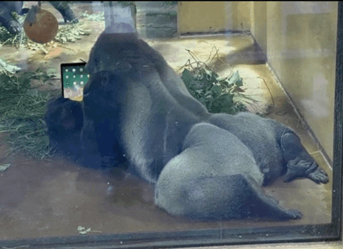 a gorilla laying on the ground with a cell phone in front of it