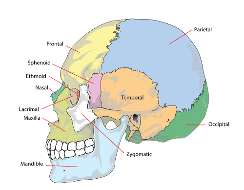 www.osteopathyny.com