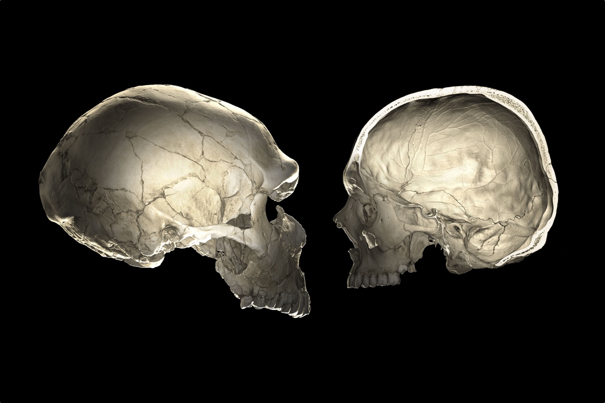 Image result for neanderthal skull vs modern