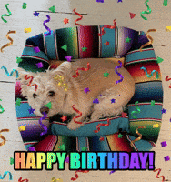 Happy Birthday Dog GIF by chuber channel