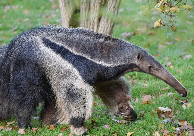 anteater-01.jpg