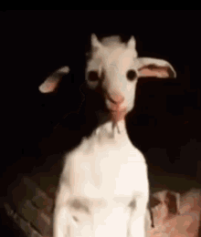sus-goat.gif